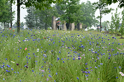 Navigate to Natural Burial Information